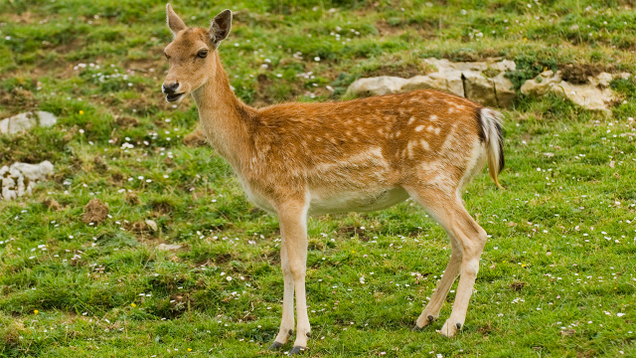 Illustration for article titled 16 Goddamn Deer I Accidentally Hit On My Way Out Of The Movie Theater Parking Lot